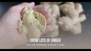 Growing Ginger For A Huge Harvest  How To Grow Ginger Root [upl. by Nwahsuq]