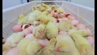 Take a 360° Virtual Reality Tour of a Chicken Hatchery [upl. by Talya262]