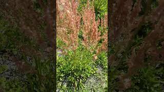 Harvesting Sheep Sorrel  Great Vitamin Benefits [upl. by Mauer]