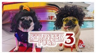 Stranger Pugs 3  Doug The Pug [upl. by Nitsugua]