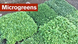 I Changed My Mind About Microgreens [upl. by Liagiba]