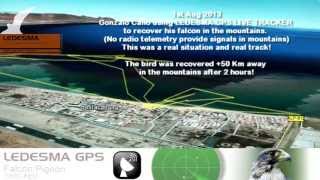 LEDESMA GPS BIRD TRACKER  Real situation recovering a falcon with the GPS [upl. by Bruns]