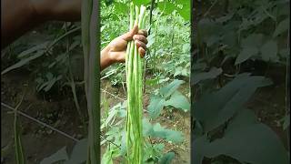 Barbati harvesting 🔥✅ long beans harvesting farming harvesting harvest kishan farmer shorts [upl. by Essam]