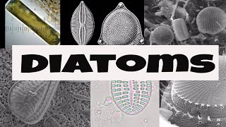 What are Diatoms [upl. by Erland]