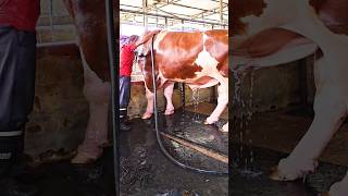 Holstein Friesian bulls beautiful color pops up when he gets showered [upl. by Bornie]