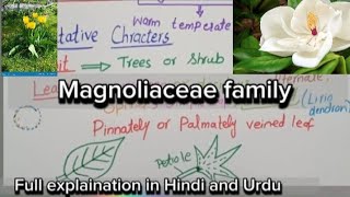 Magnoliaceae FamilyVegetative characters and floral charactersEconomic importance [upl. by Alejna]