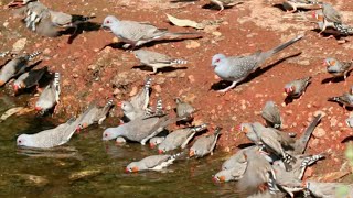 Diamond doves in wild [upl. by Edana810]