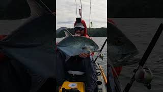 Kayak Fishing One of My Favorite Offshore Species shorts [upl. by Nyrmak]