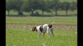 Braque francais pyrenees Freddie Art Fluidum Centauri training [upl. by Esyla]