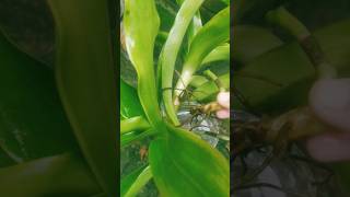 Callisia fragrance propagation in water basket plant growing in water plants gardeningtips [upl. by Akemeuwkuhc]