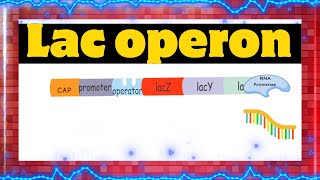 Understanding Lac Operon The Genetic Switch of Bacterial Cells biology genetics lacoperon dna [upl. by Elirpa]