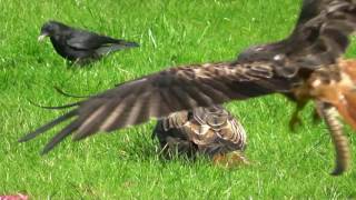 WALES feeding of red kites Gigrin farm Rhayader hdvideo [upl. by Ydal]