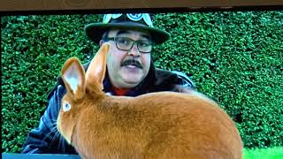 Le lapin Doré du Tournaisis race destinée au repas du Lundi perdu à Tournai [upl. by Chrisse]