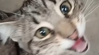 Cat meows compilation 61 [upl. by Norraj]