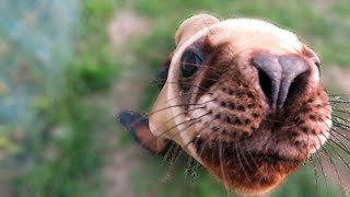 Adorable young rescued sea lion wants to investigate the camera [upl. by Tada]