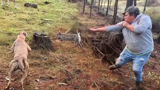 Cacería de Conejos Con Resortera  Beagles y Galgos 2024 [upl. by Adnarahs438]