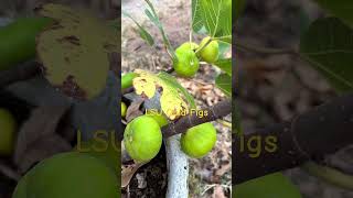 LSU Gold figs ripening late October garden figs [upl. by Bakerman182]