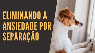 CÃES COM ANSIEDADE DE SEPARAÇÃOAPRENDER A TREINAR SEU CÃO A PARAR DE CHORAR QUANDO VOCÊ SAIR [upl. by Adien]