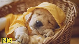 20 HOURS of Dog Calming Sleep Music🐶💖Anti Separation Anxiety Relief🦮🎵 Dog Soothing Music⭐NadanMusic [upl. by Dunson]