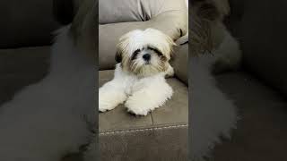 Suzy goes to the Spa dog shihtzumania shihtzupuppies shihtzu new [upl. by Oilenroc]