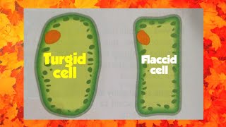 Plant cell Structure and Function  Plant Cell Model  Basic Science Series [upl. by Iramo]