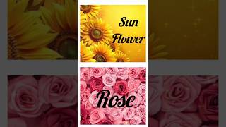 Sunflower vs Rosefashion youtubeshorts trendingshorts viralshorts [upl. by Assirralc]