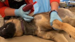 EZ IO® insertion in a canine cadaver [upl. by Pharaoh]