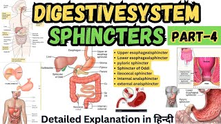 Sphincters in Digestive System  Digestive Tract Anatomy and Physiology [upl. by Amhser]