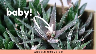 Succulent Propagation Haworthia Cutting Update [upl. by Unhsiv]