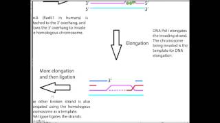 Double Strand Break Repair Details 2 of 2 [upl. by Shirleen671]