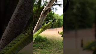 Boomslang snake [upl. by Oimetra]