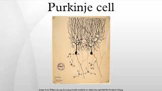 Purkinje cell [upl. by Leahcimnaes469]