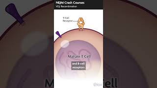 NEJM Crash Courses VDJ Recombination [upl. by Akiemat449]