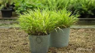 How to grow Hakonechloas  Crocuscouk [upl. by Deny]