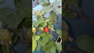 Boysenberry   shorts trending viralvideo viralshorts [upl. by Burnight642]