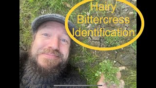 Foraging hairy bittercress how to find and identify hairy bittercress Cardamine hirsuta [upl. by Cartan]