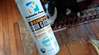 My Corgi loves P2 Odor amp Itch Spray [upl. by Liew]