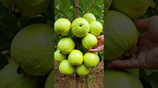 🌿Grow Guava Tree Faster with These Simple Tips guava fruittree [upl. by Diraj]