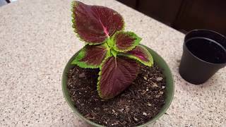 How to grow a Coleus Plant from a clipping  Donna Joshi [upl. by Patterson]