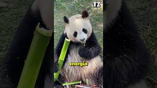 El Ingenioso Truco de los Zoológicos para Salvar Cachorros de Panda 🐼 shorts [upl. by Rehc271]