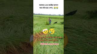 All the crops of the farmer brother have been destroyed allah reels farming tiktok [upl. by Zurek]