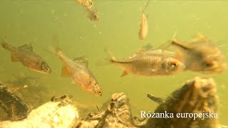 Tarło różanki europejskiej Rhodeus amarus European bitterling spawning [upl. by Vod]