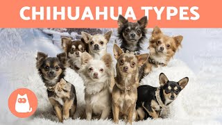 Types of 𝗖𝗛𝗜𝗛𝗨𝗔𝗛𝗨𝗔 🐶 Breed Names and Characteristics [upl. by Silas]