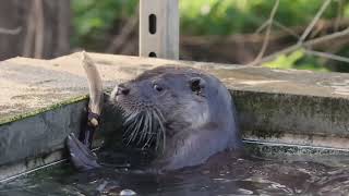 RSPCA Stapeley Grange Wildlife Centre [upl. by Llennoc]