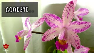 I lost a Limited Edition Orchid 😭  Rare Orchids I will probably never find again [upl. by Rhtaeh]