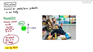 142 Excretion amp Deamination Cambridge AS A Level Biology 9700 [upl. by Minica]