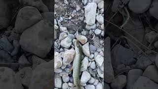 Fishing in Colorado for Troy fish 3 fishing lure fish [upl. by Loughlin176]