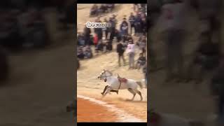 Adrenaline Rush Guy Jumps onto a Horse in Full Gallop [upl. by Vanna]