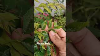 Brown and Black Spots on Curry Leaf Plants [upl. by Suruat]