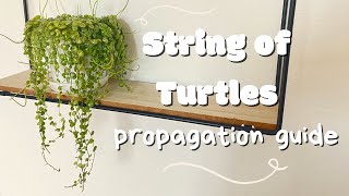 String of Turtles Propagation peperomia prostrata [upl. by Sirrom]